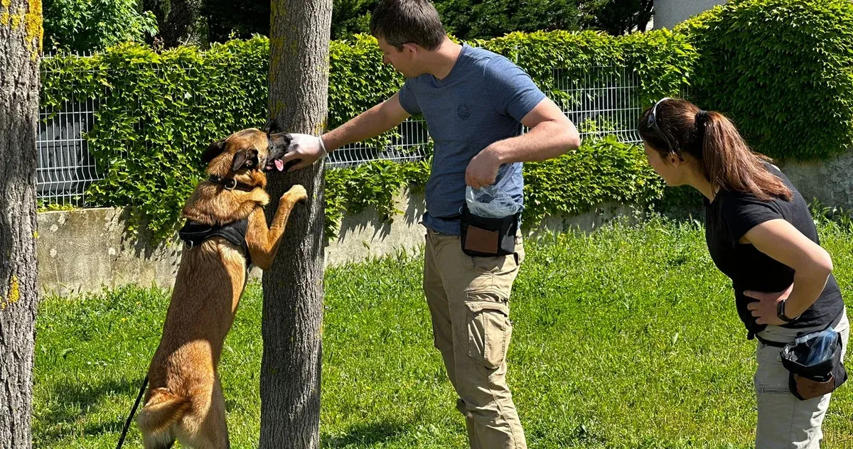 Chien recherchant une odeur en hauteur pendant un atelier de détection canine et de Nosework à Générac, dans le Gard