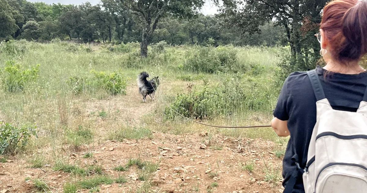 Chien en recherche de personne pendant un atelier de mantrailing, activité de flair organisée à Bernis près de Nîmes, dans le Gard