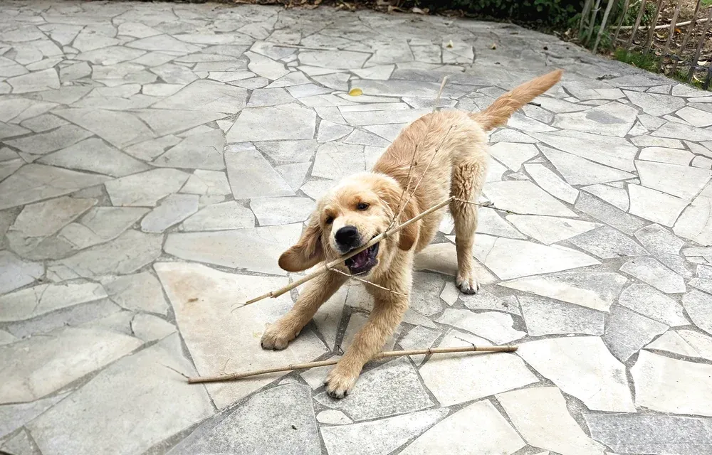 Chiot jouant sur une terrasse pendant une séance d’éducation canine à Nîmes