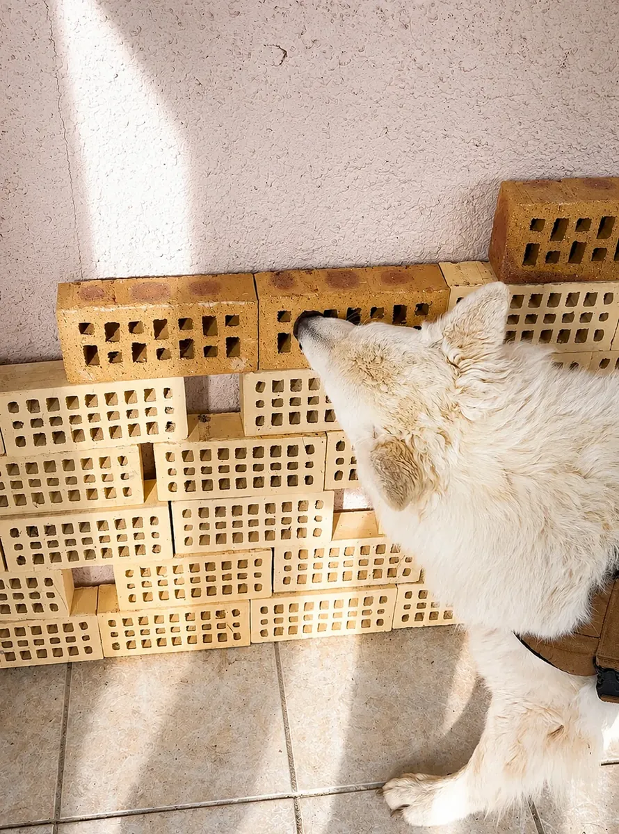 Laska localise une source d’odeur placée en hauteur dans un mur de briques perforées pendant un exercice de détection canine