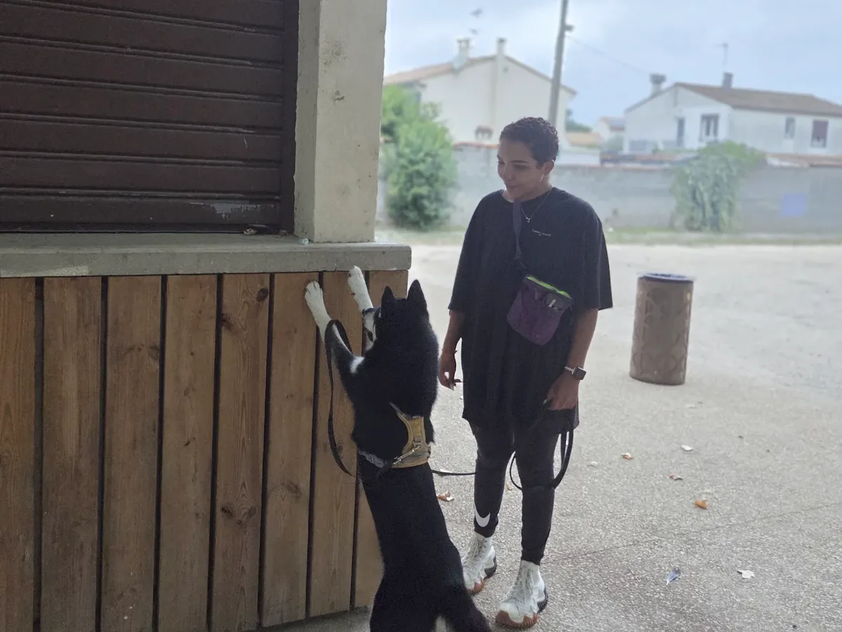 Tayra recherche une odeur placée en hauteur le long d’un bardage en bois pendant un atelier de détection canine et de Nosework à Générac, dans le Gard