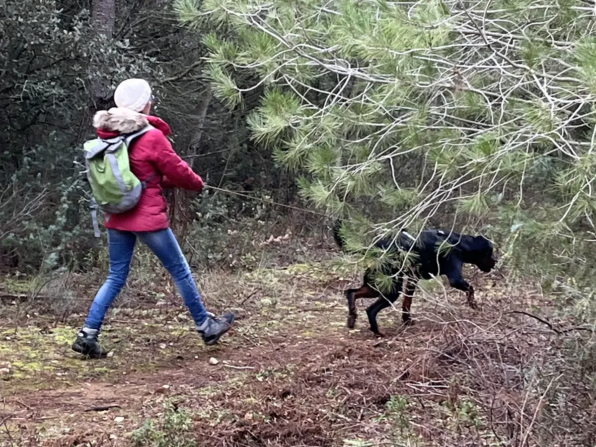 Binôme humain-chien en longe pendant une recherche de personne en mantrailing, lors d’un atelier encadré par Émilie, éducatrice canine Anim’Allié, dans la garrigue