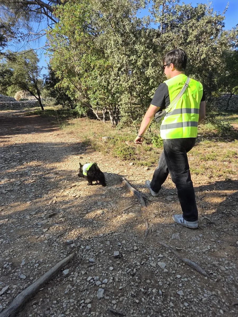 Petit chien suivant une piste olfactive en longe dans la garrigue de Bernis, lors d’un atelier de mantrailing près de Nîmes dans le Gard