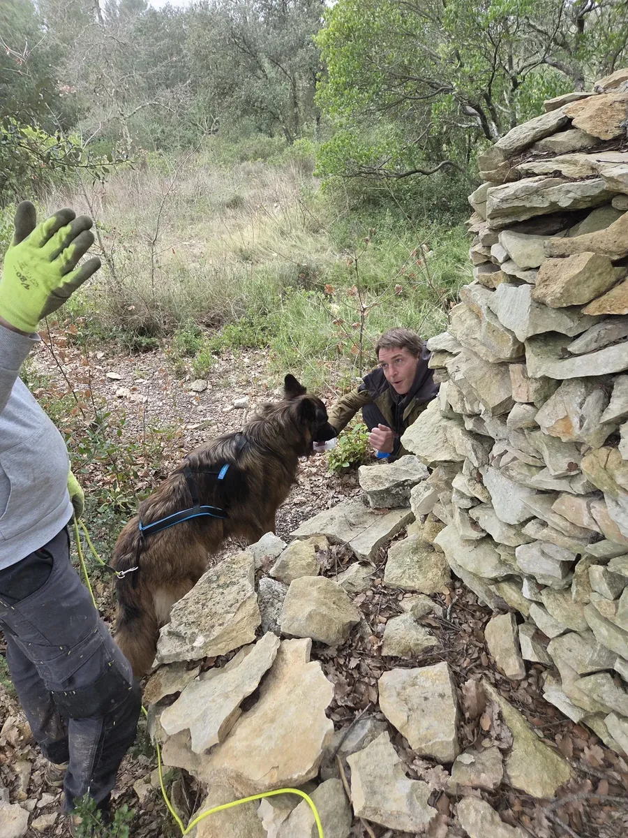 Chien retrouvant la personne cachée à la fin d’une recherche de personne, lors d’un atelier de mantrailing encadré par Émilie, éducatrice canine Anim’Allié, à Bernis près de Nîmes dans le Gard