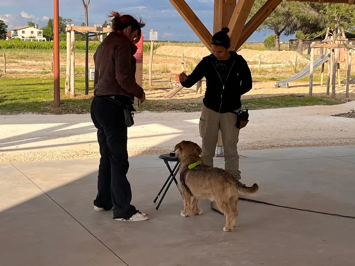 Droupy travaille l’indication d’une odeur cible près d’un tabouret pendant un atelier de Nosework à Aubord, près de Nîmes dans le Gard